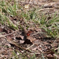 Diplacodes bipunctata at Lyons, ACT - 10 Sep 2024