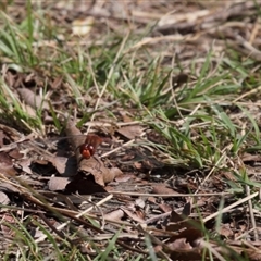 Diplacodes bipunctata at Lyons, ACT - 10 Sep 2024