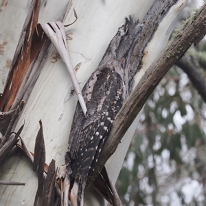 Podargus strigoides at Brindabella, NSW - 13 Aug 2024