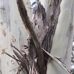 Podargus strigoides at Brindabella, NSW - 13 Aug 2024