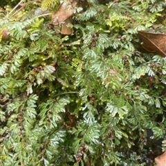 Hymenophyllum cupressiforme (Common Filmy Fern) at Coolagolite, NSW - 24 Nov 2023 by timharmony