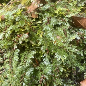 Hymenophyllum cupressiforme at Coolagolite, NSW - 24 Nov 2023