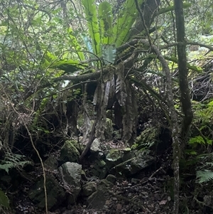 Asplenium australasicum at Coolagolite, NSW - suppressed