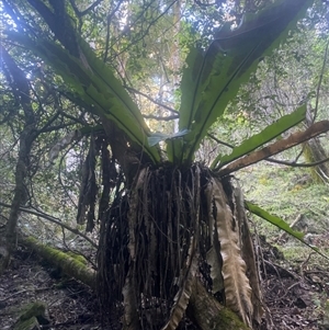 Asplenium australasicum at Coolagolite, NSW - suppressed