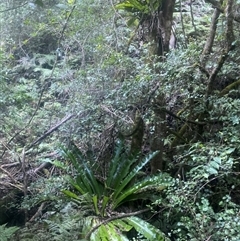 Asplenium australasicum at Coolagolite, NSW - suppressed