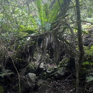 Asplenium australasicum at Coolagolite, NSW - suppressed