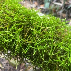 Asplenium australasicum at Coolagolite, NSW - suppressed