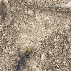 Myrmecia piliventris (Golden tail bull ant) at Coolagolite, NSW - 24 Nov 2023 by timharmony