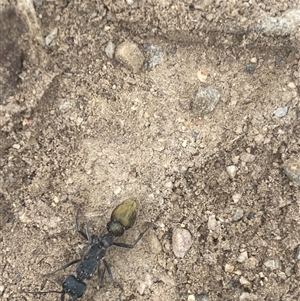 Myrmecia piliventris at Coolagolite, NSW - 24 Nov 2023