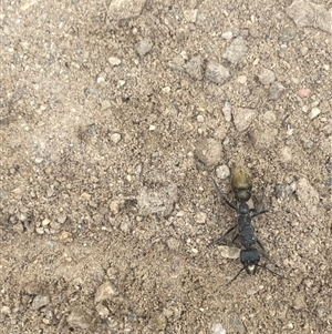 Myrmecia piliventris at Coolagolite, NSW - 24 Nov 2023