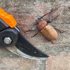 Unidentified Beetle (Coleoptera) at Central Tilba, NSW - 9 Dec 2023 by timharmony