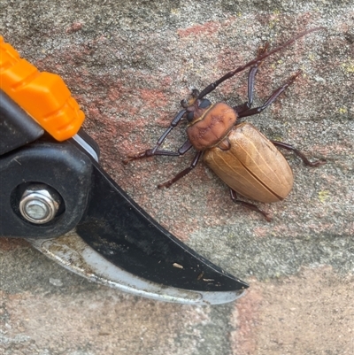 Unidentified Beetle (Coleoptera) at Central Tilba, NSW - 9 Dec 2023 by timharmony