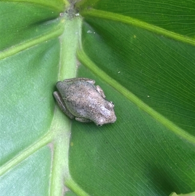 Litoria peronii (Peron's Tree Frog, Emerald Spotted Tree Frog) at Coolagolite, NSW - 7 Feb 2024 by timharmony