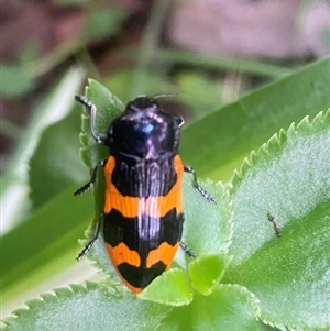 Castiarina bremei at Coolagolite, NSW - 16 Feb 2024 01:40 PM