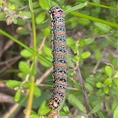 Hecatesia fenestrata at Coolagolite, NSW - 17 Feb 2024 12:51 PM