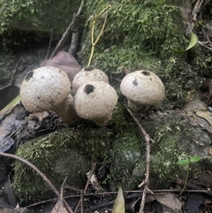 Lycoperdon pyriforme at Bermagui, NSW - 20 Jun 2024 by timharmony