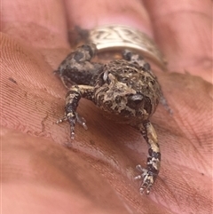 Unidentified Frog at Coolagolite, NSW - 3 Jun 2024 by timharmony