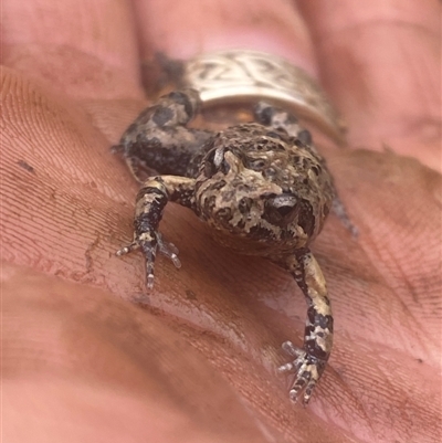 Unidentified Frog at Coolagolite, NSW - 3 Jun 2024 by timharmony