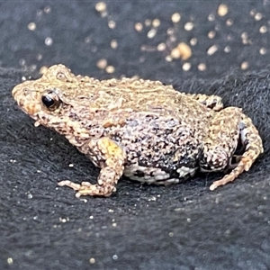 Uperoleia laevigata at Coolagolite, NSW - 4 Sep 2024