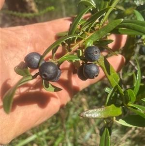 Santalum obtusifolium at Coolagolite, NSW - 12 Feb 2024 04:44 PM