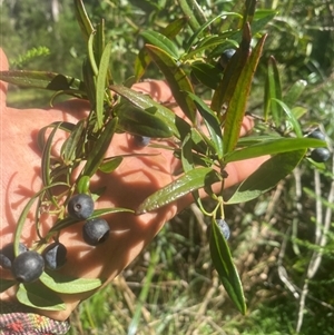 Santalum obtusifolium at Coolagolite, NSW - 12 Feb 2024 04:44 PM