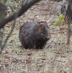 Vombatus ursinus (Bare-nosed Wombat) at Brindabella, NSW - 13 Aug 2024 by RAllen