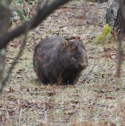 Vombatus ursinus (Bare-nosed Wombat) at Brindabella, NSW - 13 Aug 2024 by RAllen