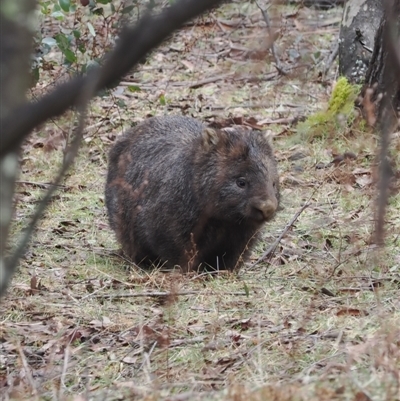 Vombatus ursinus (Common wombat, Bare-nosed Wombat) at Brindabella, NSW - 13 Aug 2024 by RAllen