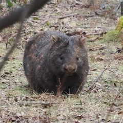 Vombatus ursinus at Brindabella, NSW - 13 Aug 2024