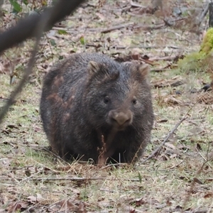 Vombatus ursinus at Brindabella, NSW - 13 Aug 2024