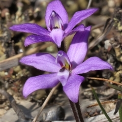 Glossodia minor (Small Wax-lip Orchid) at Woodlands, NSW - 10 Sep 2024 by Snowflake