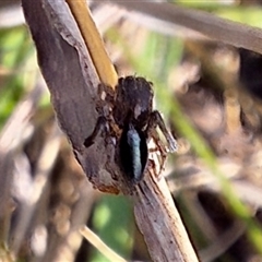 Maratus chrysomelas (Variable Peacock Spider) at Deakin, ACT - 10 Sep 2024 by KorinneM