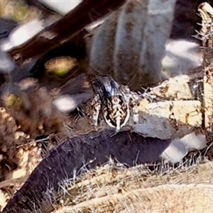 Maratus chrysomelas at Deakin, ACT - 10 Sep 2024