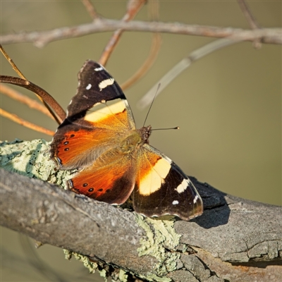 Vanessa itea (Yellow Admiral) at Denman Prospect, ACT - 10 Sep 2024 by Kenp12