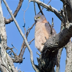 Accipiter fasciatus (Brown Goshawk) at Denman Prospect, ACT - 9 Sep 2024 by Kenp12