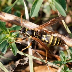 Polistes (Polistes) chinensis (Asian paper wasp) at Fyshwick, ACT - 10 Sep 2024 by RomanSoroka