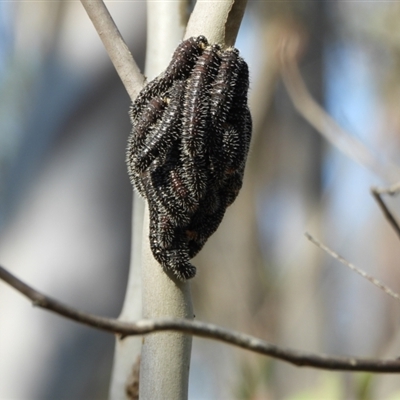 Perginae sp. (subfamily) (Unidentified pergine sawfly) at Kambah, ACT - 10 Sep 2024 by LineMarie