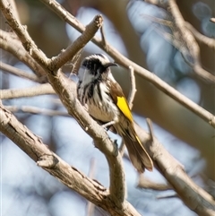 Phylidonyris niger X novaehollandiae (Hybrid) (White-cheeked X New Holland Honeyeater (Hybrid)) at Fyshwick, ACT - 10 Sep 2024 by RomanSoroka