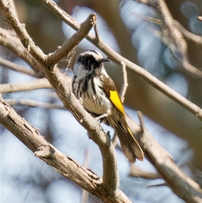 Phylidonyris niger X novaehollandiae (Hybrid) (White-cheeked X New Holland Honeyeater (Hybrid)) at Fyshwick, ACT - 10 Sep 2024 by RomanSoroka