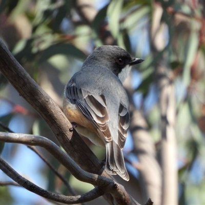 Pachycephala rufiventris (Rufous Whistler) at Kambah, ACT - 10 Sep 2024 by LineMarie