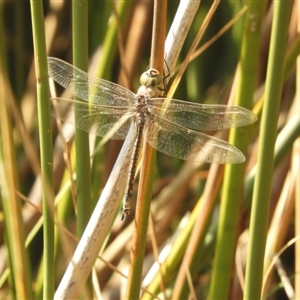 Anax papuensis at Murrumbateman, NSW - 10 Sep 2024