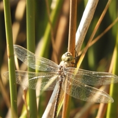 Anax papuensis at Murrumbateman, NSW - 10 Sep 2024 02:44 PM