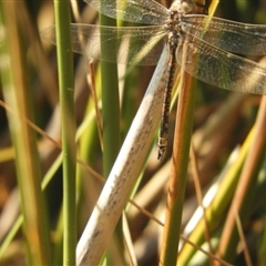 Anax papuensis at Murrumbateman, NSW - 10 Sep 2024