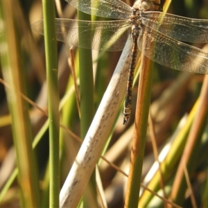 Anax papuensis at Murrumbateman, NSW - 10 Sep 2024 02:44 PM