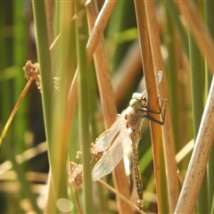 Anax papuensis at Murrumbateman, NSW - 10 Sep 2024