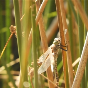 Anax papuensis at Murrumbateman, NSW - 10 Sep 2024