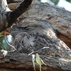 Podargus strigoides (Tawny Frogmouth) at Kambah, ACT - 10 Sep 2024 by LinePerrins