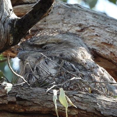 Podargus strigoides (Tawny Frogmouth) at Kambah, ACT - 10 Sep 2024 by LineMarie