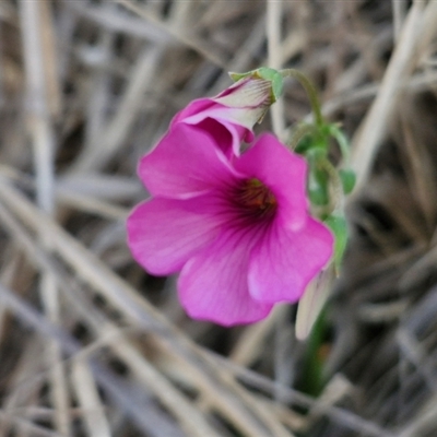 Oxalis articulata (Shamrock) at Goulburn, NSW - 10 Sep 2024 by trevorpreston