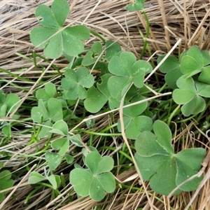 Oxalis articulata at Goulburn, NSW - 10 Sep 2024 04:51 PM